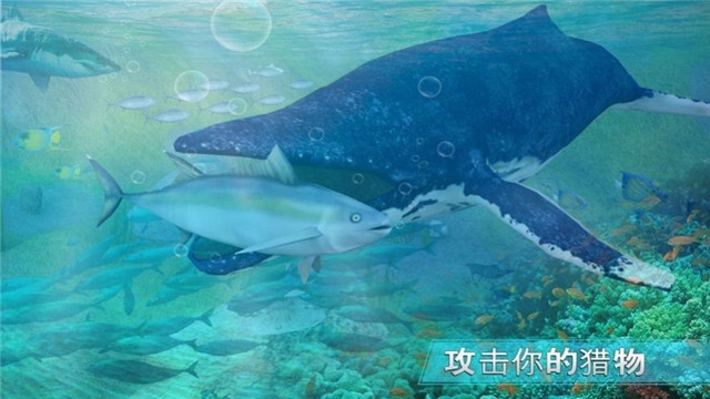 全民养鲸红包版